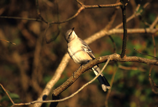 Image of Northern Mockingbird