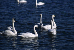 Image de Cygne siffleur