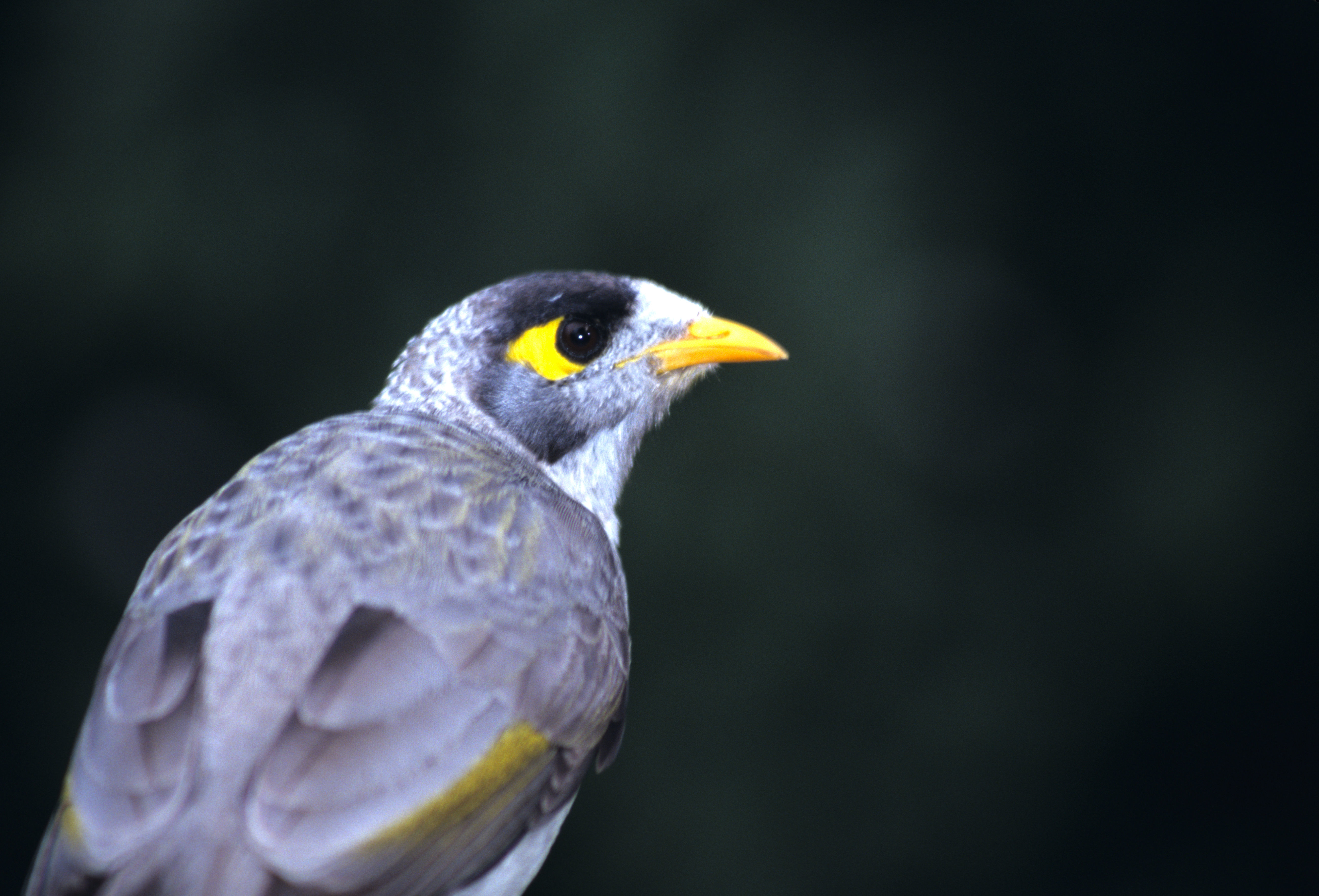 Image of Calcutta myna