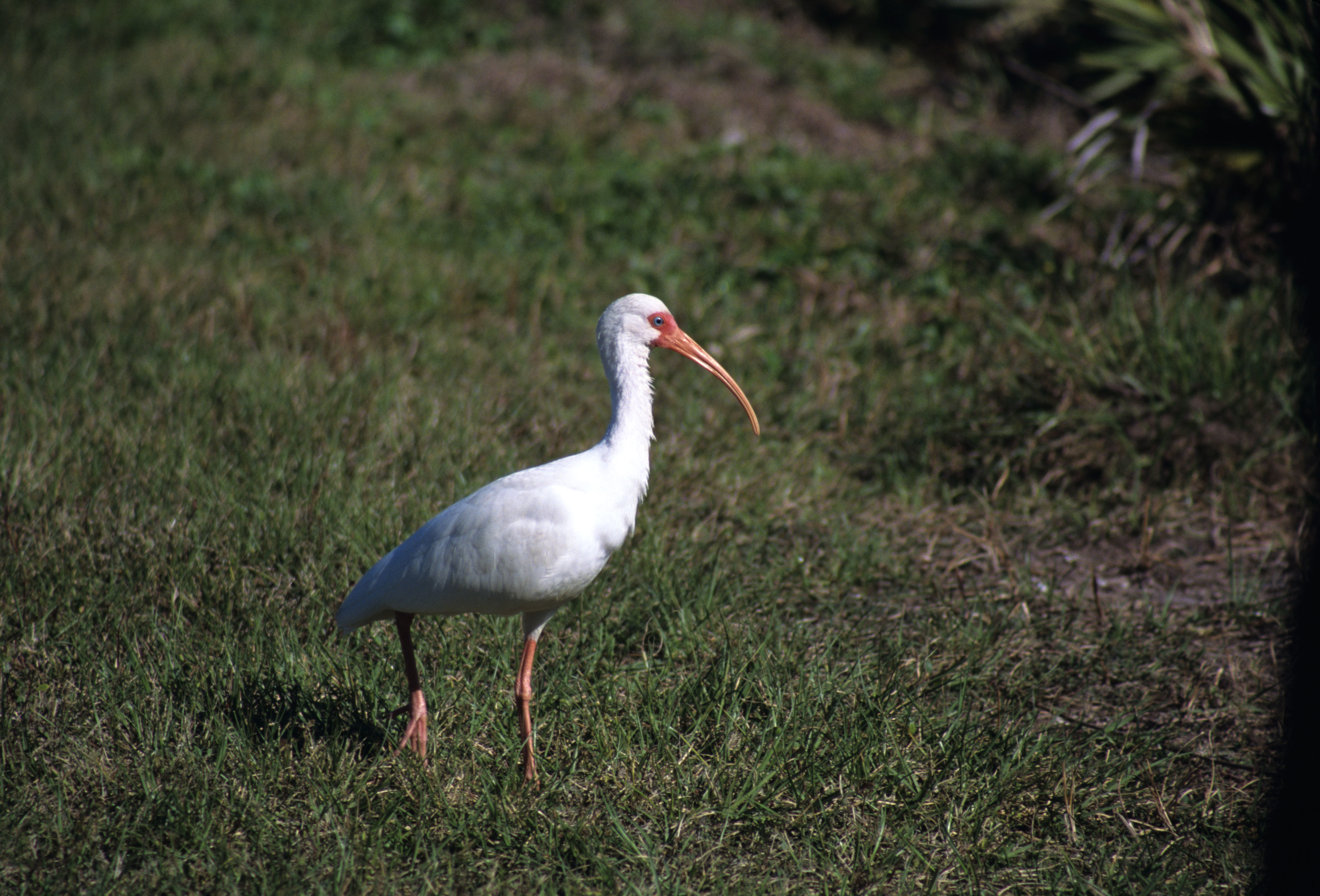 Image of American White Ibis