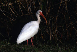 Image of American White Ibis