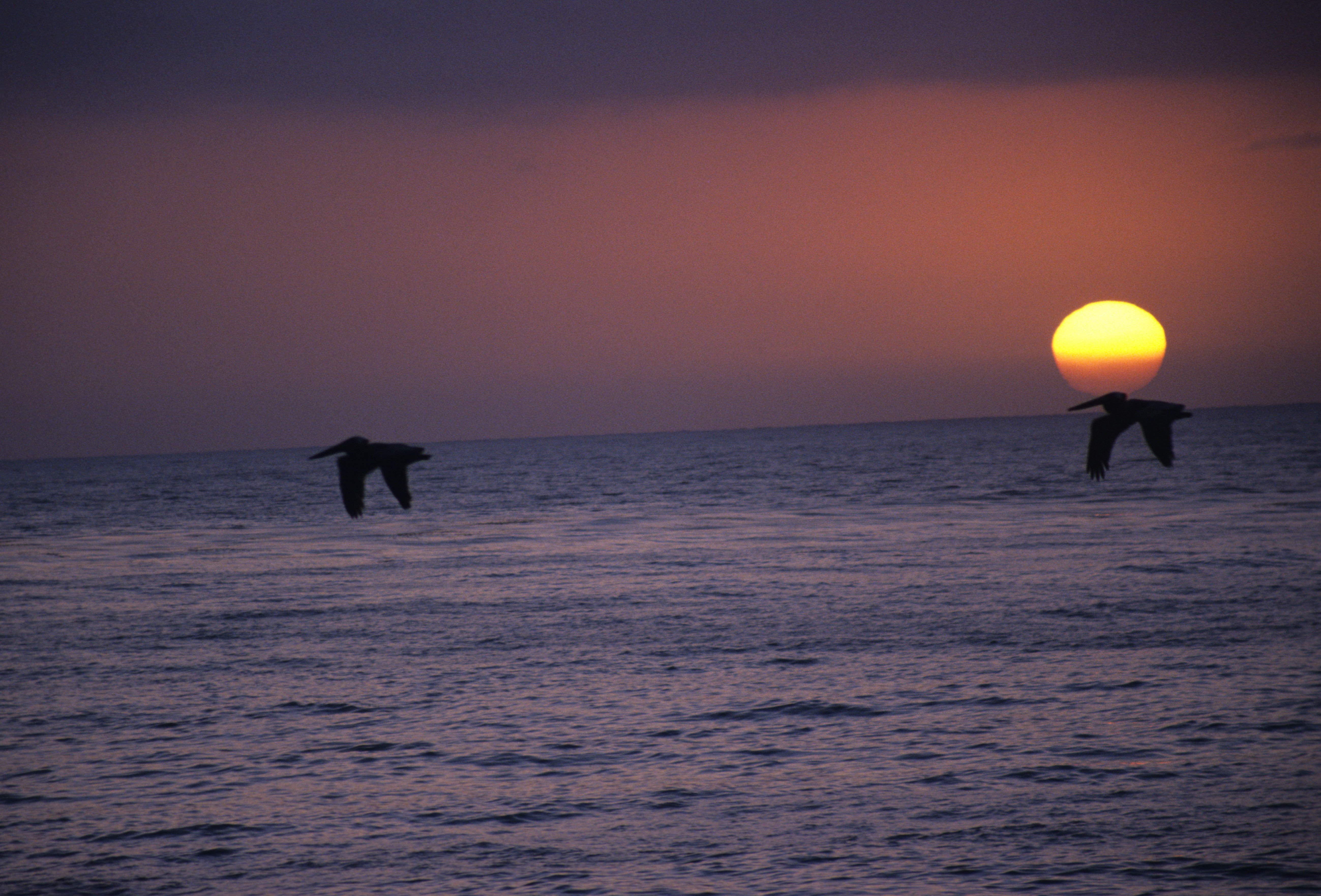 Image of Brown Pelican