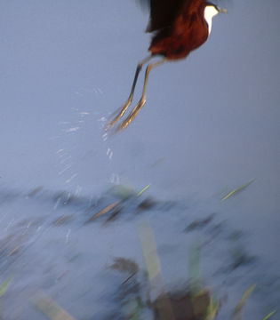 Image of African Jacana