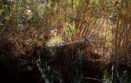 Image of Pied Kingfisher