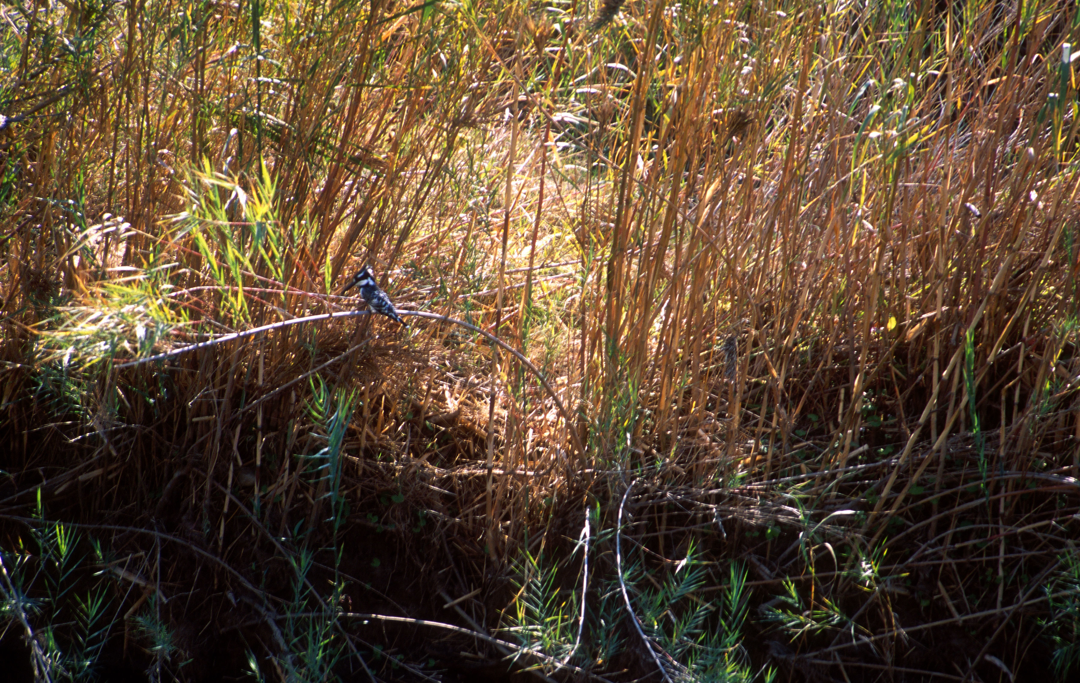 Image of Pied Kingfisher