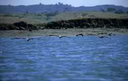 Image of Brown Pelican