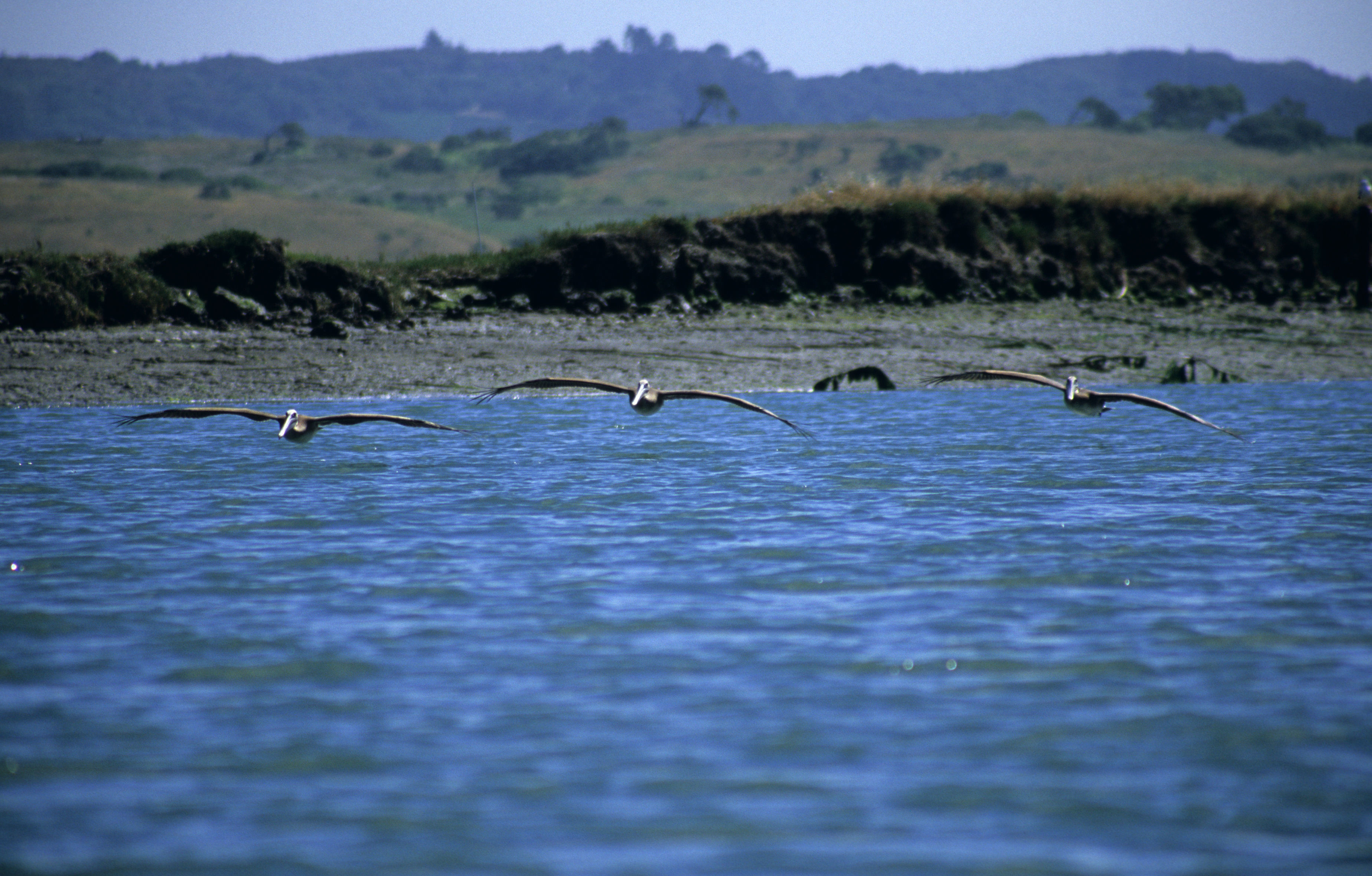 Image of Brown Pelican