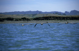 Image of Brown Pelican