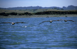 Image of Brown Pelican