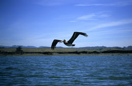 Image of Brown Pelican