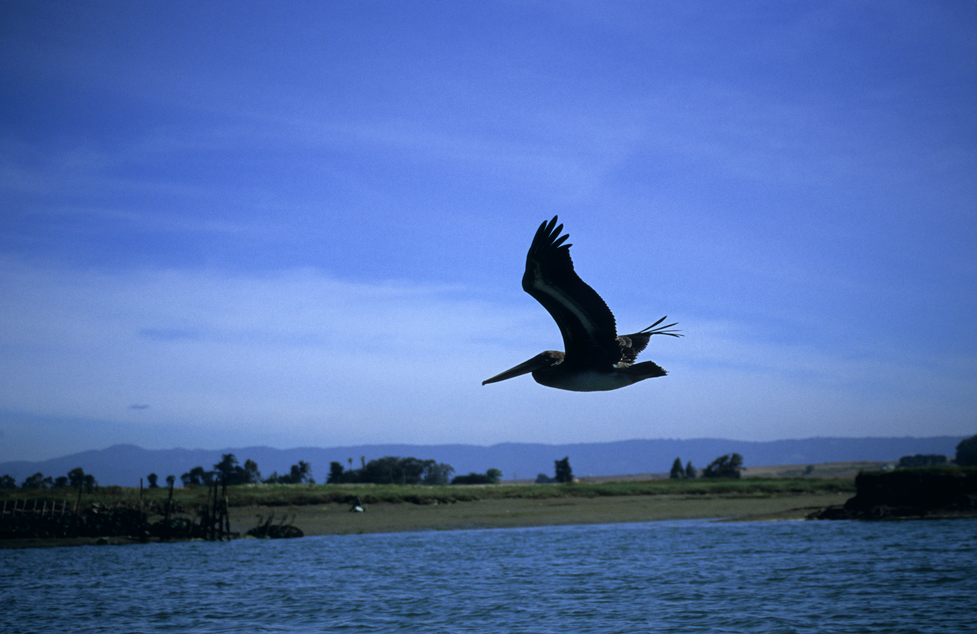 Image of Brown Pelican