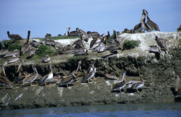 Image of Brown Pelican