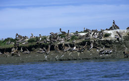 Image of Brown Pelican