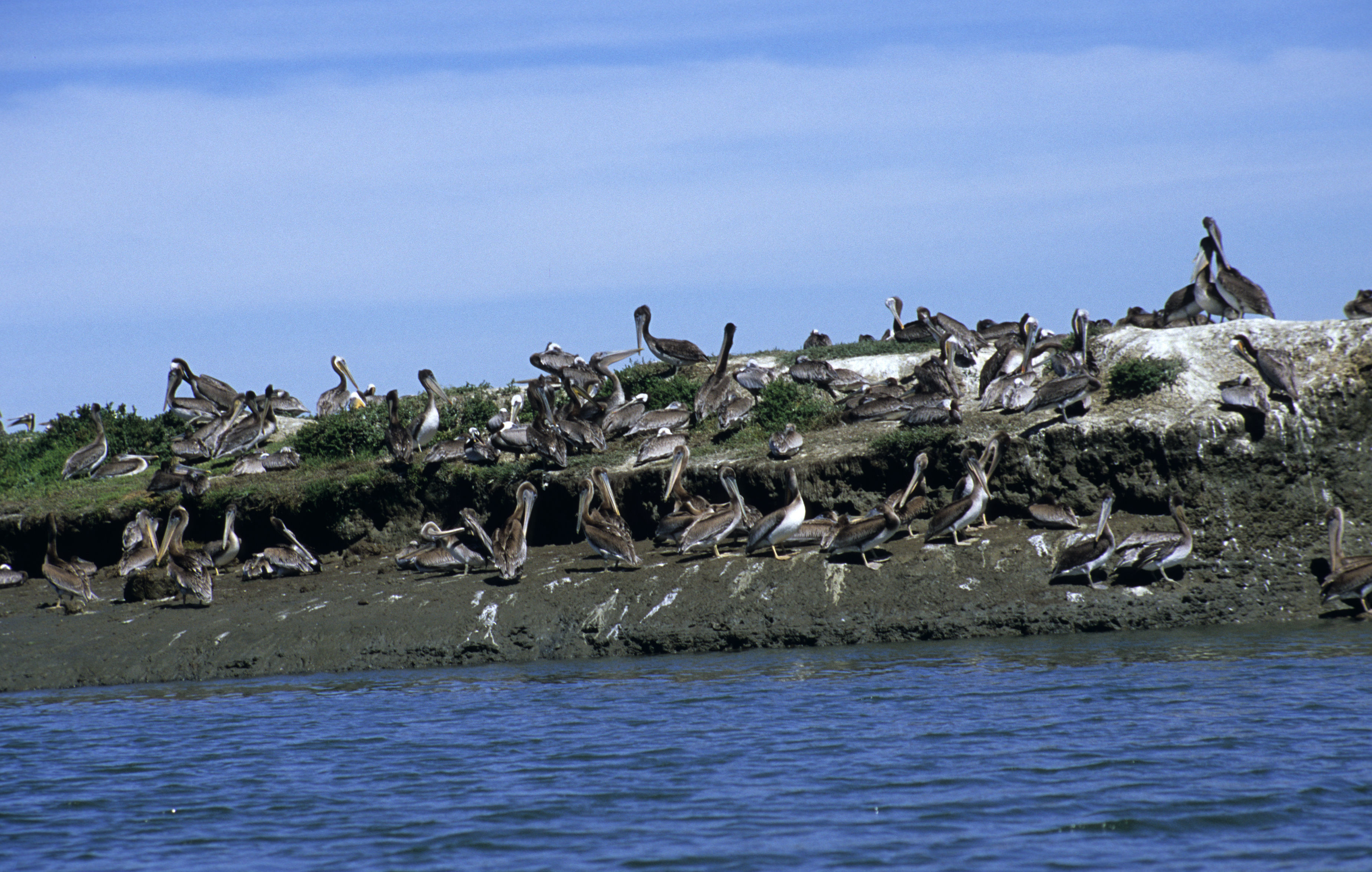 Image of Brown Pelican