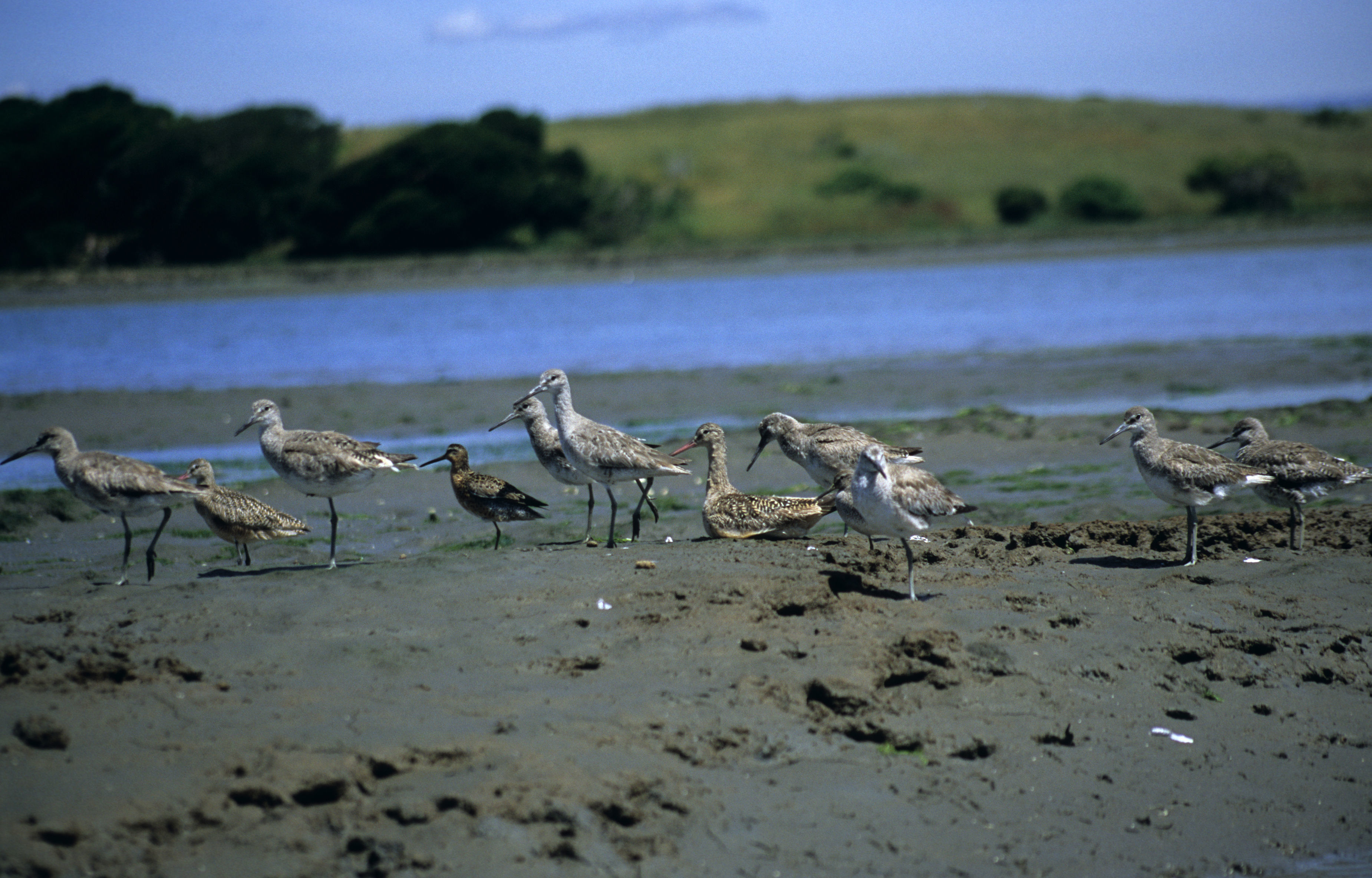 Image of Marbled Godwit