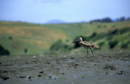 Image of Eurasian Whimbrel