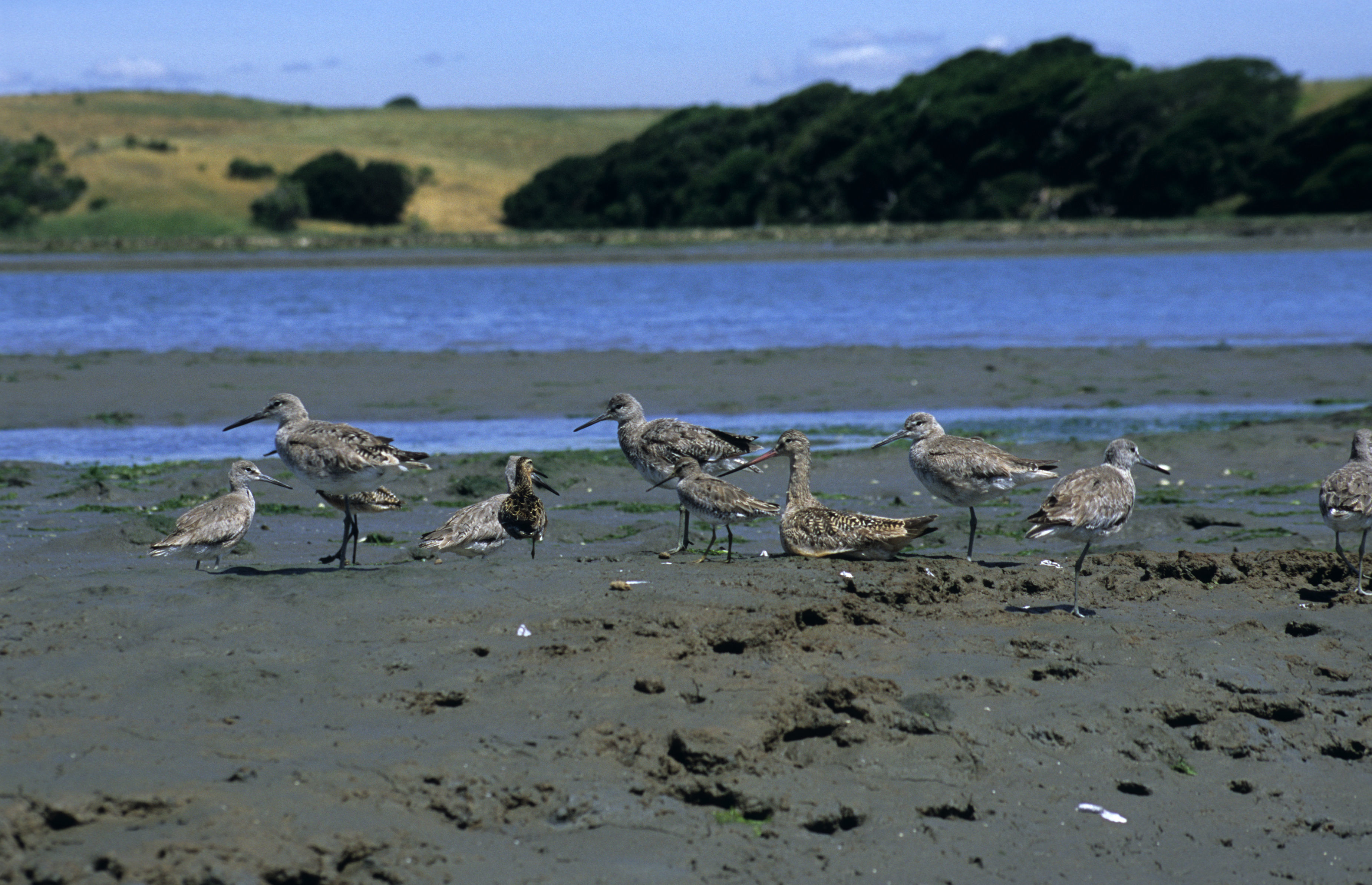 Image of Marbled Godwit