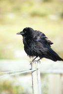 Image of American Crow