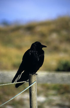 Image of American Crow