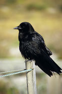 Image of American Crow