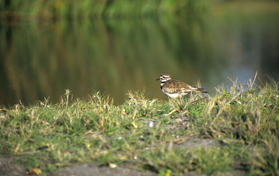 Image of Killdeer