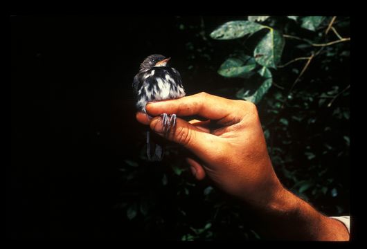 Imagem de Corythopis torquatus Tschudi 1844