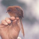 Image of Rufous Spinetail