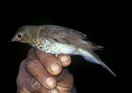 Image of Swainson's Thrush