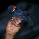 Image of Slate-colored Grosbeak