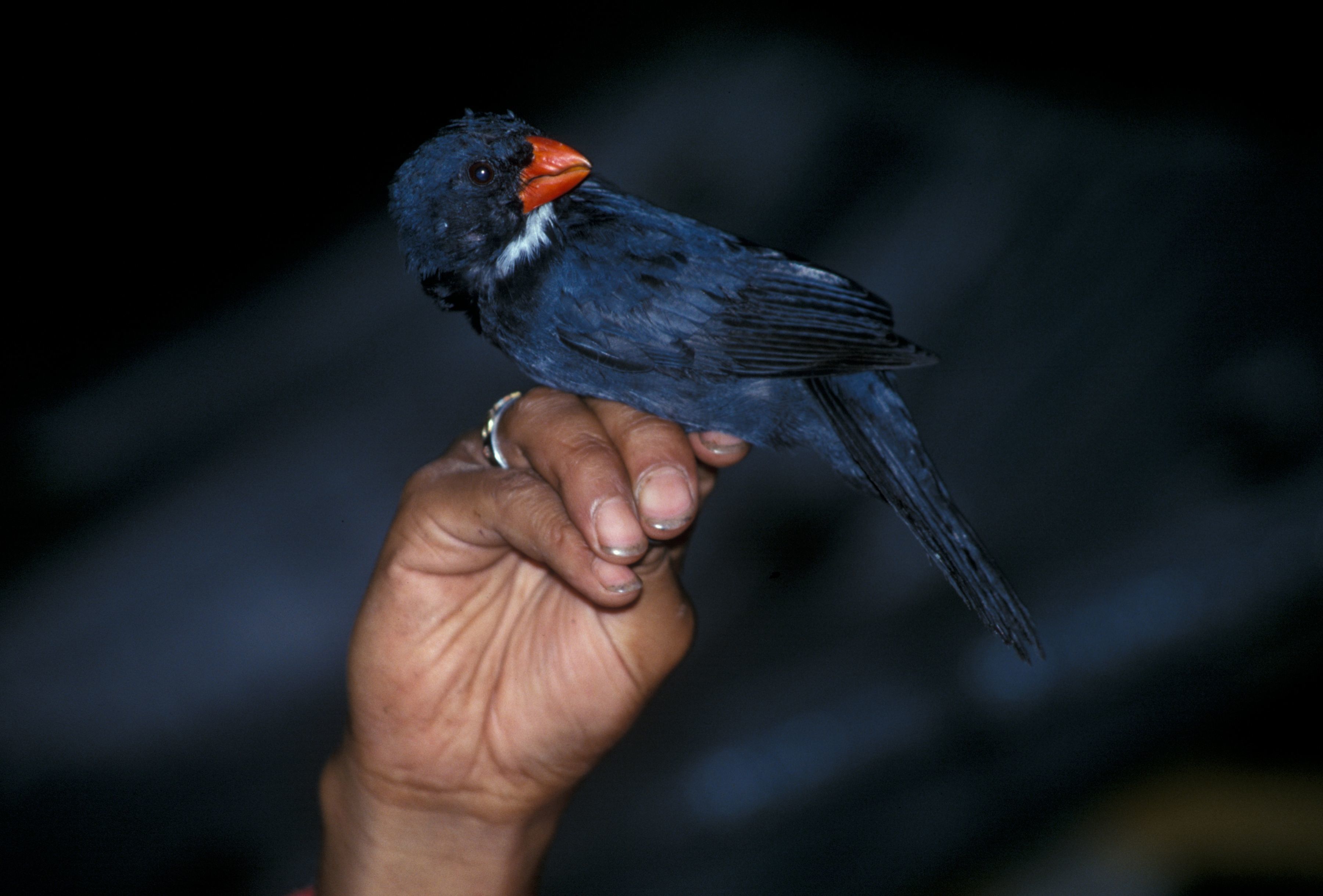 Image of Slate-colored Grosbeak