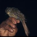 Image of Lineated Foliage-gleaner