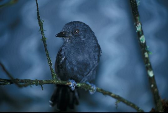 Image of Uniform Antshrike