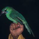 Image of Chestnut-tipped Toucanet