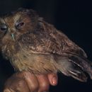 Image of Cinnamon Screech Owl