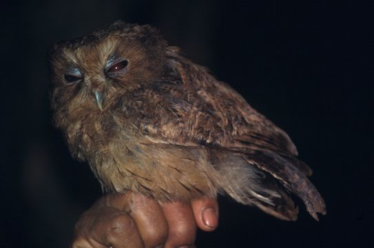 Image of Cinnamon Screech Owl