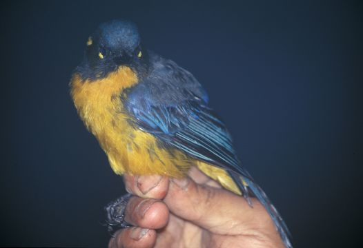 Image of Lacrimose Mountain Tanager