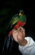 Image de Quetzal doré