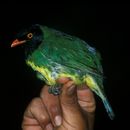 Image of Black-chested Fruiteater