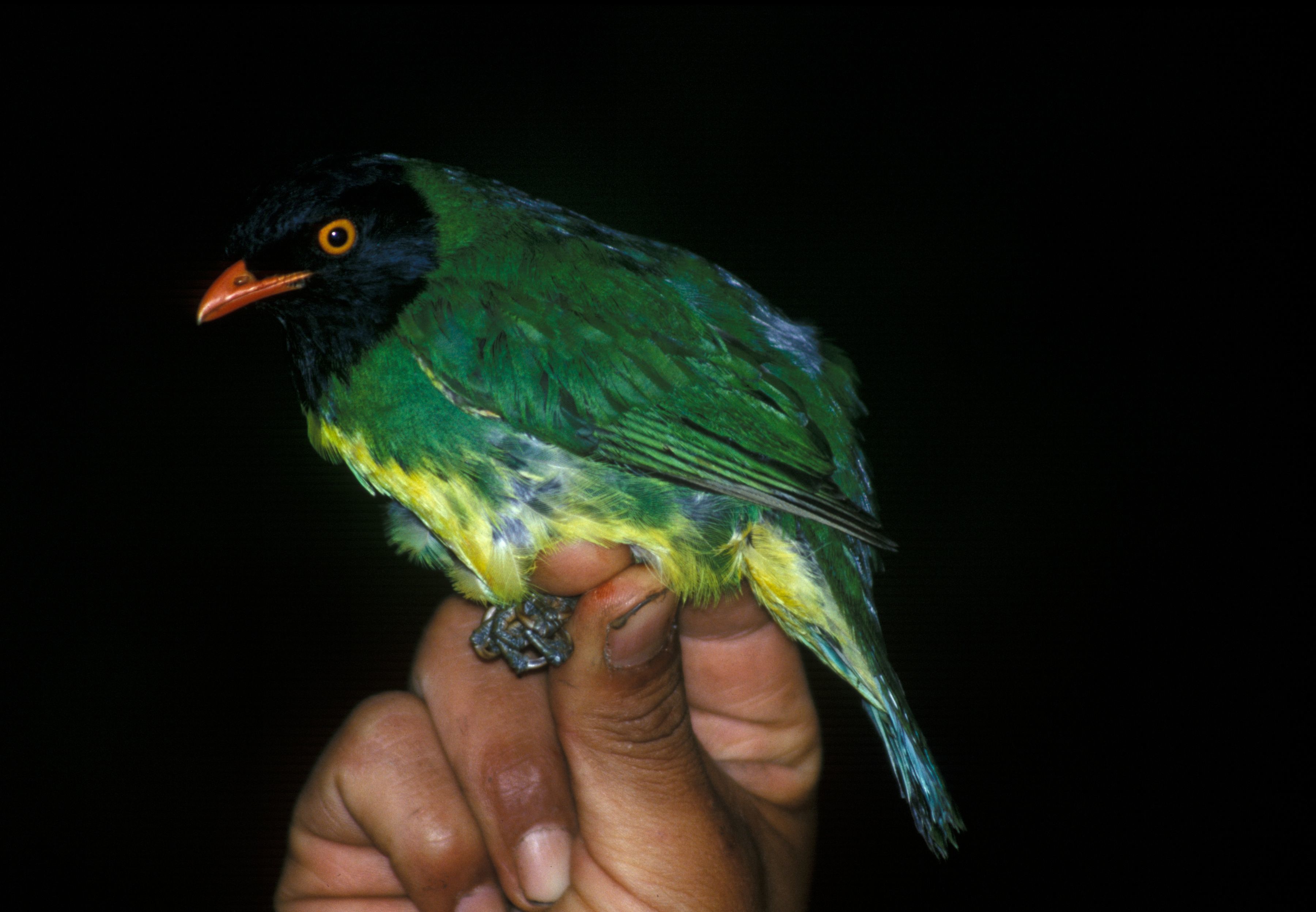 Image of Black-chested Fruiteater