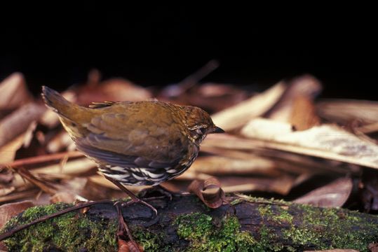 Image of Striated Ant Thrush