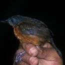 Image of Ocellated Woodcreeper