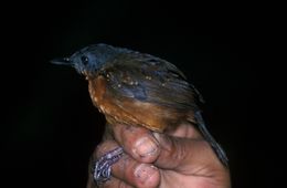 Image of Ocellated Woodcreeper