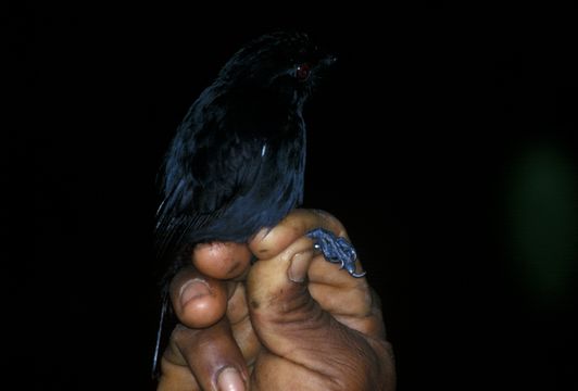 Image of White-shouldered Antshrike