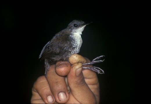 Imagem de Microcerculus marginatus (Sclater & PL 1855)