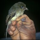 Image of Olivaceous Flatbill