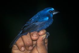 Image of Blue-black Grosbeak