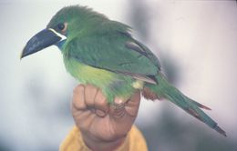 Image of Emerald Toucanet