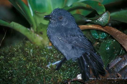 Image of Uniform Antshrike