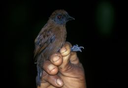 Image of Uniform Antshrike