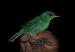 Image of Green Honeycreeper